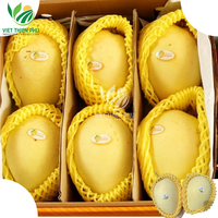 Vietnam 'S Eerste Geëxporteerde Verse Mango Van Het Nieuwste Seizoen Kent-Variëteit Tegen Groothandelsprijs