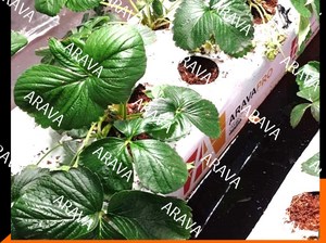 Cultivo hidropónico Bolsas de cultivo de turba de Coco para fresas y tomates Modelo de sustrato de chip de coco - Product Image 4