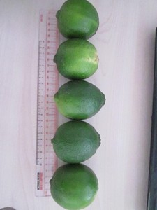 Citron vert frais sans pépins de haute qualité en pleine taille S/M/L prix bon marché pour les produits agricoles-+ 84377605384 Justin - Product Image 6