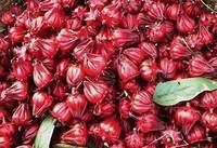 TRANCHE D'ARTICHAUT SÉCHÉE AVEC INFUSION BOTANIQUE PROPRE AU MOYEN D'UNE SOURCE À BASE DE PLANTE À FEUILLE DE CATAPPA PURE