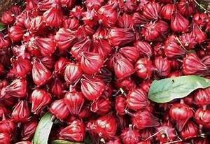 <b>DRIED</b> ARTICHOKE SLICE WITH CLEAN BOTANICAL INFUSION USING PURE CATAPPA LEAF <b>PLANT</b> BASED SOURCE - Product Image 3