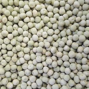 Guisantes orgánicos frescos y secos Proteína de alta fibra para la preparación de alimentos saludables-Suministro al por mayor Proceso de secado de guisantes cosechados a granel FD - Product Image 4