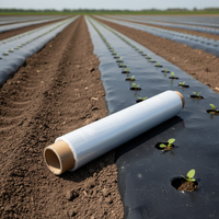 Film de paillage plastique transparent pré-perforé, résistant aux UV, durable pour la protection des semis, le contrôle de la température du sol, l'agriculture