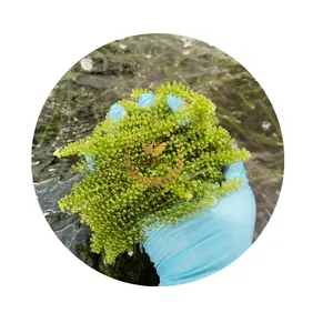 Laver tostado de calidad superior (algas marinas de uva) frescas y secas 100 gramos OEM embalaje precio bajo de Vietnam - Product Image 1