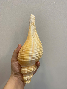 Seashell Premium Ocean Material Vietnam utilisé pour les projets d'artisanat d'emballage de décoration intérieure et les idées cadeaux - Product Image 6