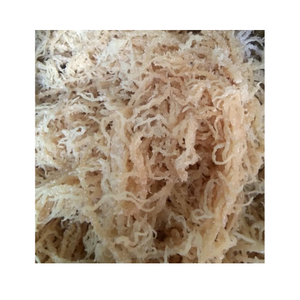 Algas marinas secas de alta calidad Cottonii-Algas marinas secas Eucheuma Cottonii-Algas marinas Cottonii de 99 Gold Data Vietnam - Product Image 1