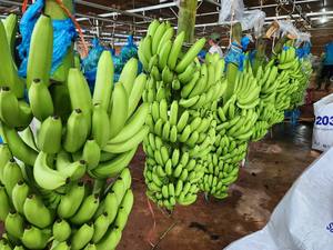 Bananes jaunes Cavendish biologiques de haute qualité, vente en gros, qualité supérieure, meilleur prix, bananes fraîches avec la meilleure offre de réduction - Product Image 5