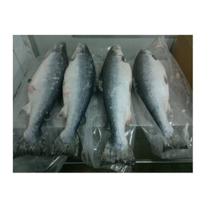 ปลาแซลมอนแอตแลนติกออร์แกนิกสด/แช่แข็ง ราคาดีที่สุด มีจำหน่ายแล้ว - Product Image 3