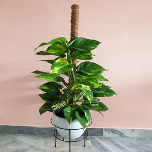 Convenient Coco Product For Monstera Vines Plants Growing Gardening Coco Coir Moss Pole FromVietNam