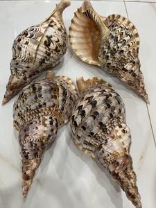 Concha de caracol de trompeta gigante exquisita al por mayor Charonis Tritonis de concha marina pulida de Vietnam-Caryln 0084935825297 - Product Image 3