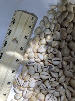 Coquillages de cauris de qualité supérieure à vendre en gros - Fournisseur en gros