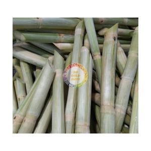 CANNE À SUCRE CONGELÉE 99GD CONSERVATION À FROID BÂTON DE CANNE À SUCRE CONGELÉE AVEC/SANS PELE BON PRIX BÂTON DE CANNE À SUCRE - Product Image 2
