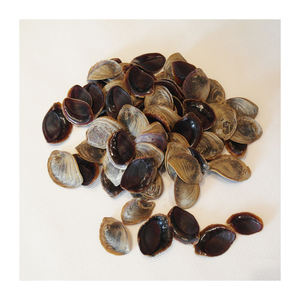 Opercules de coquillages naturels séchés pour brûler l'encens - Product Image 5