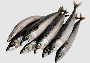 Pescado Atún Fresco Congelado del Pacífico de Alta Calidad, Envasado al Vacío, 10 kg, Precio Bajo, Venta al Por Mayor, Pedido a Granel, Entrega Rápida - Product Image 3