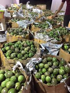 Fruta de la Pasión congelada Sabor fresco IQF Mezcla congelada OEM Embalaje de estilo a granel dulce Embalaje Aire orgánico - Product Image 3