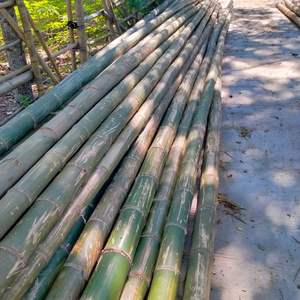 Postes de bambú tratado para construcción de arquitectura | Bambú estructural de gran diámetro | Fabricante personalizado - Product Image 1