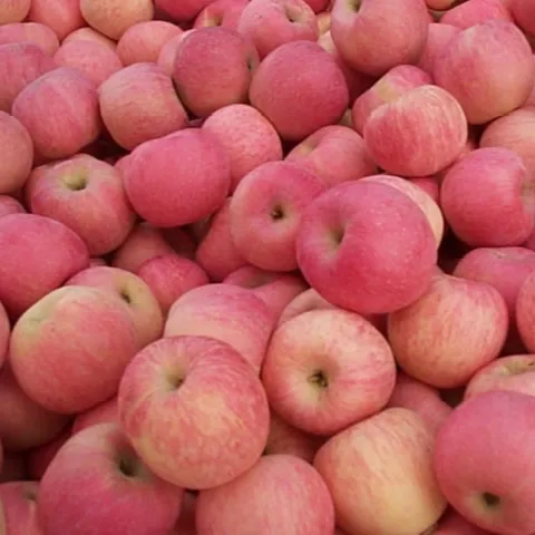 甘い新鮮なロイヤルガラアップル新鮮な富士と赤い星のリンゴと他の新鮮な果物を卸売価格で