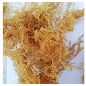 Algues Cottonii salées séchées naturellement à haute résistance au gel pour la transformation des aliments - Product Image 1