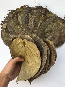 Daun Sirih Kering Premium 100% Alami untuk Penggunaan Tradisional, Obat Herbal, Perawatan Mulut, dan Kesehatan