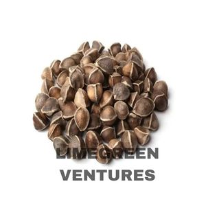 Moringa Hạt Giống Cây Dùi Trống Moringa <span class=keywords><strong>oleifera</strong></span> số lượng lớn Moringa xuất khẩu và Nhà cung cấp - Product Image 1