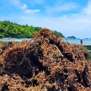 สาหร่ายทะเลซาร์กาสซัมดิบราคาถูกที่สุด จำหน่ายจำนวนมาก ตากแห้งด้วยแสงแดด สาหร่ายบริสุทธิ์ ส่งออกโดยผู้จัดจำหน่ายชั้นนำจากเวียดนาม - Product Image 5