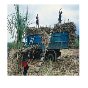 ICUMSA-azúcar blanco refinado brasileño 45, azúcar marrón, azúcar indio, precio al por mayor - Product Image 4