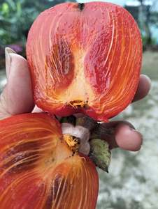 High <b>Quality</b> Traditional Dried Persimmon Fresh <b>Sweet</b> Flavor No Sugar Added Natural Fruit - Product Image 5