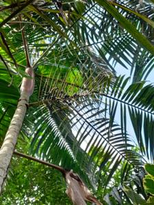 Calidad superior de calidad alimentaria al por mayor peruano Acai Berry polvo liofilizado alto contenido de nutrientes método de cultivo salvaje - Product Image 6