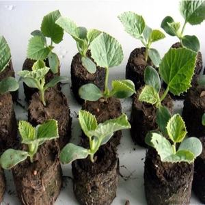 Pellets de tourbe de coco pour l'ensemencement des données d'or d'usine 99 - Product Image 5