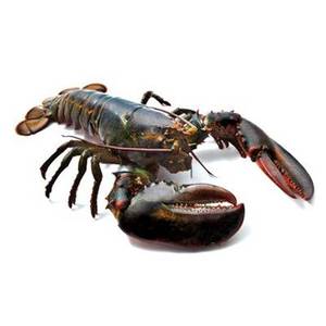 Langosta fresca y congelada, Langosta VIVA y FRESCA - Product Image 3