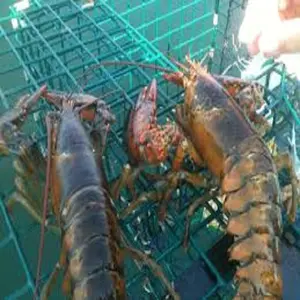 Acheter des fruits de mer frais et congelés homard, queues de homard à vendre ..