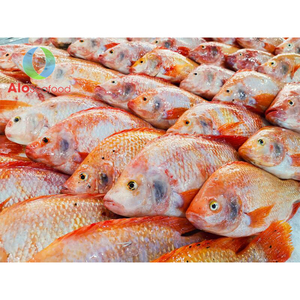Delectable Red Tilapia Price For Delicious Seafood Meals Alibaba Com