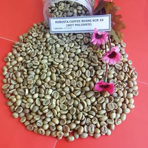 Grain de café vietnamien Robusta Arabica SCR 13 16 18 Vert Nouvelle récolte 2024 0084 398885178 - Product Image 2