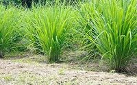 Meilleure vente fabricant indien Cymbopogon Citratus citronnelle pour l'exportation mondiale de citronnelle