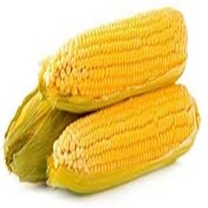 Maíz Amarillo Transgénico para Consumo Humano a Precio de Mayoreo - Product Image 6