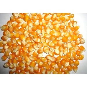 Maíz Amarillo Blanco Seco para Alimentación Animal, Maíz Maduro No Glutinoso a Granel - Product Image 5