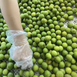 <b>FROZEN</b> <b>FRUIT</b> <b>Frozen</b> Dracontomelon IQF Quick <b>Frozen</b> Green <b>Fruit</b> - Product Image 4