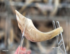OEM High Quality Eco-Friendly Kudu Ram Horn Handcrafted Yemenite Shofar for Rosh Hashanah Kosher Natural <b>Crafts</b> Blown Kudu Horn - Product Image 1