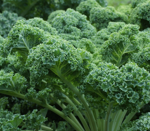 Semillas Frescas de Kale - Variedad Premium No Transgénica/de Cultivo Tradicional para Jardín - Product Image 3