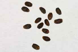 1000 Pcs Seeds Fresh Firik Bitterless Fresh Green Onion Seed Organic Garden Harvested Seed Gift Seed