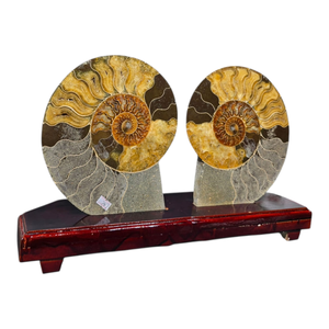 Spécimen d'ammonite fossile, coquille d'ammonite fossile, pierres et minéraux naturels avec une histoire ancienne, style rétro - Product Image 2