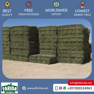 Premier grossiste de balles de foin de luzerne de qualité supérieure d'origine égyptienne pour l'alimentation animale à prix raisonnable - Product Image 3