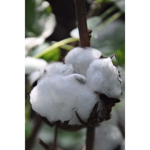 Calidad Premium Gossypium Herbaceum 100% Pure Kapok Natural Eco-Friendly Grado una fibra para la industria textil Spinning - Product Image 4