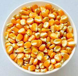 ข้าวโพดแห้ง เกรด 2 สีเหลือง ปลอดจีเอ็มโอ เหมาะสำหรับบริโภคโดยมนุษย์และใช้เป็นอาหารสัตว์ - Product Image 1