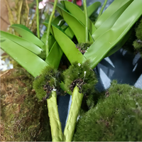 Empat musim terlihat nyata cymbidium anggrek merah marun buatan dengan daun dan GNOME untuk tengah tanaman meja