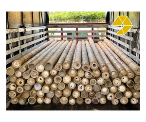 Pôles de bambou traités pour la construction extérieure, l'aménagement paysager et l'agriculture – Bambou brut du Vietnam 2025 - Product Image 1