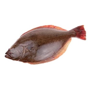 Halibut Congelado Fresco de Alta Calidad a Bajo Precio - Product Image 2