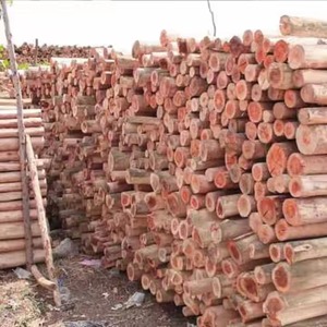 Eucalyptus Wood <b>Log</b> and Timber All Size <b>Cheap</b> Price High Quality Custom Size - Product Image 4