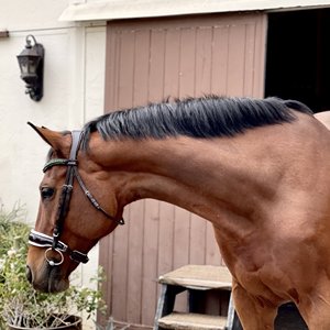 Bride de cheval en cuir véritable de haute qualité - Product Image 4