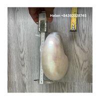 PRIX DE GROS EN GROS PIERRE GEMME NATILUS COQUILLAGE POLI ET SCULPTÉ COQUILLAGE COULEUR NATURELLE POUR CADEAU ET PRÉSENT